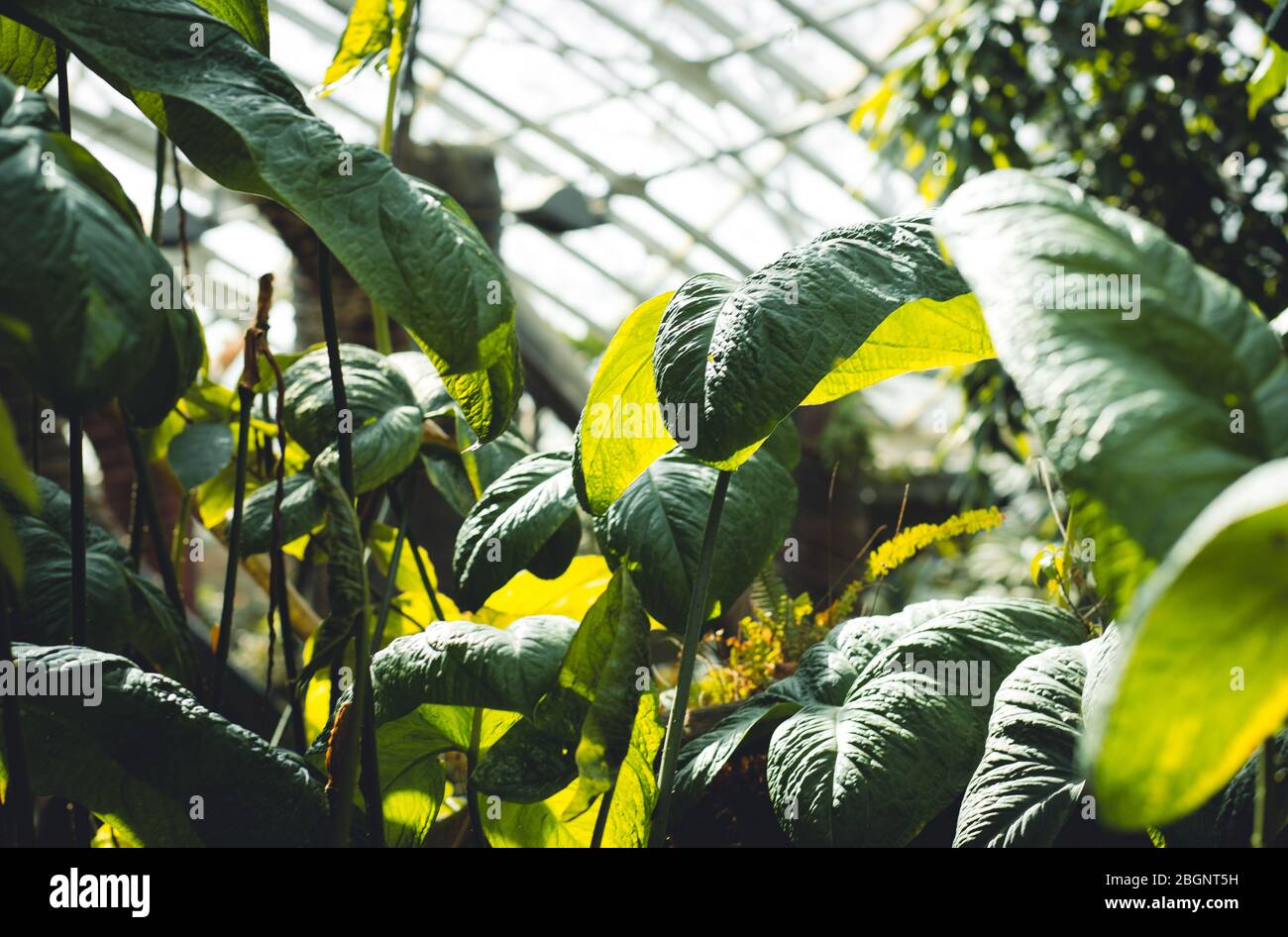 Kreativer Garten mit grünen Blättern. Blatt-Muster natürlicher Hintergrund und Tapete im Gewächshaus Stockfoto