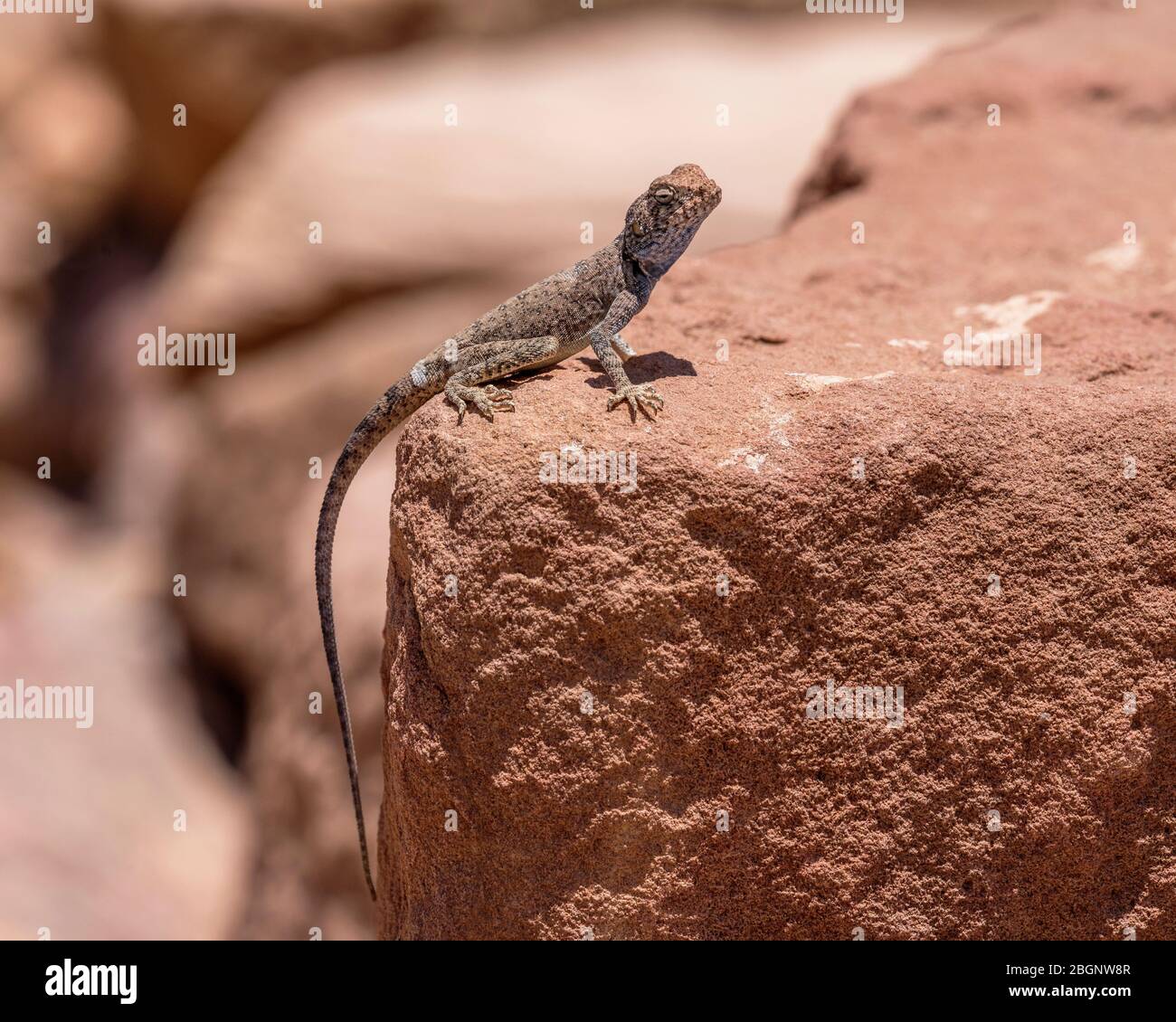 Jordanien, Petra, EIN männlicher Sinai Agama, Pseudotrapelus sinaitus, aalen auf einem Felsen in der Petra Archeological Park , ein UNESCO-Weltkulturerbe in der Stockfoto