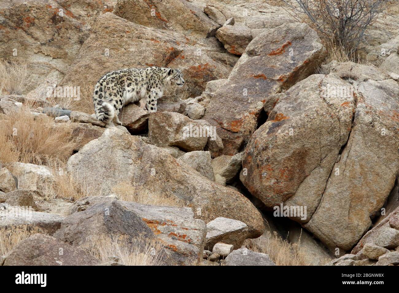 Schneeleopard (Panthera uncia) in der Wildnis in Ladakh Indien im Winter. Stockfoto