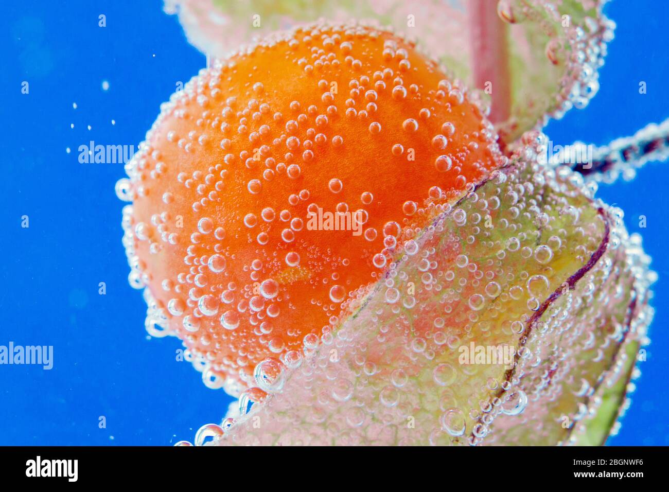 Beeren der Physalis schließen unter Wasser im Wasser des Makro. Reife saftige Beeren selektive Fokus Stockfoto