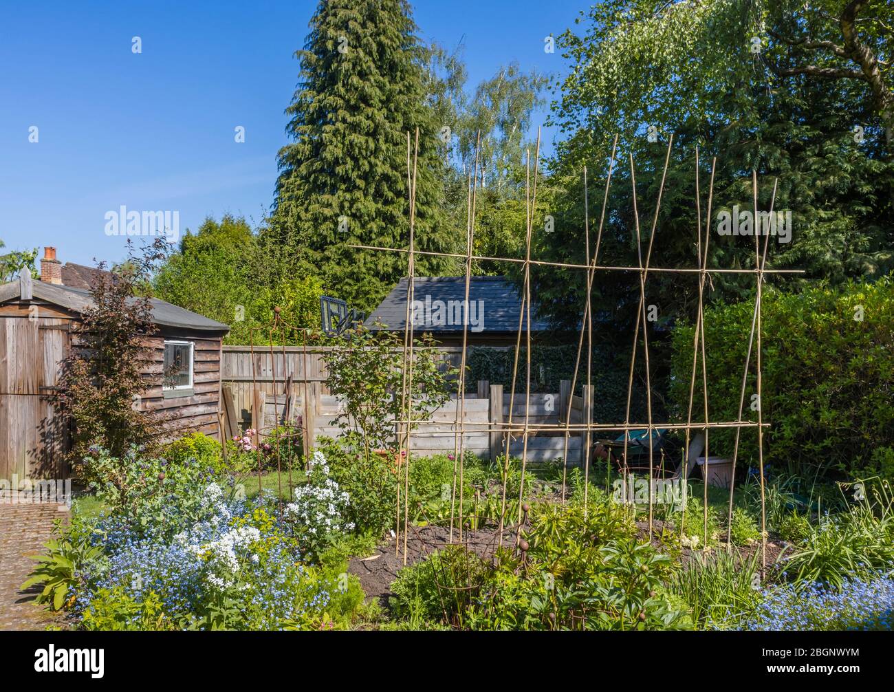 Selbstgemachtes Bambusrohr A-Rahmen-Ridge Unterstützung für Kletterpflanzen wie Runner Bohnen oder süße Erbsen, in einem Garten in Surrey, Südostengland Stockfoto