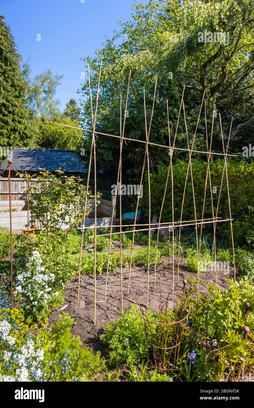 Selbstgemachtes Bambusrohr A-Rahmen-Ridge Unterstützung für Kletterpflanzen wie Runner Bohnen oder süße Erbsen, in einem Garten in Surrey, Südostengland Stockfoto