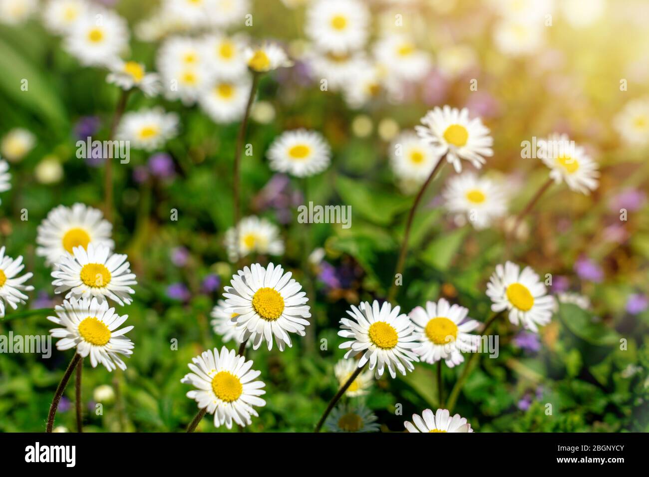 Reine süße kleine Gänseblümchen auf der Wiese mit Sonnenlicht Stockfoto