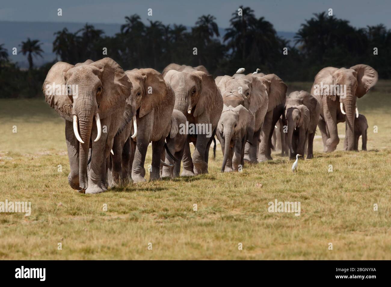 Eine Brutherde afrikanischer Elefanten, die ihren Weg durch den Amboseli Nationalpark, Kenia, macht. Geführt vom Matriarchat. Stockfoto