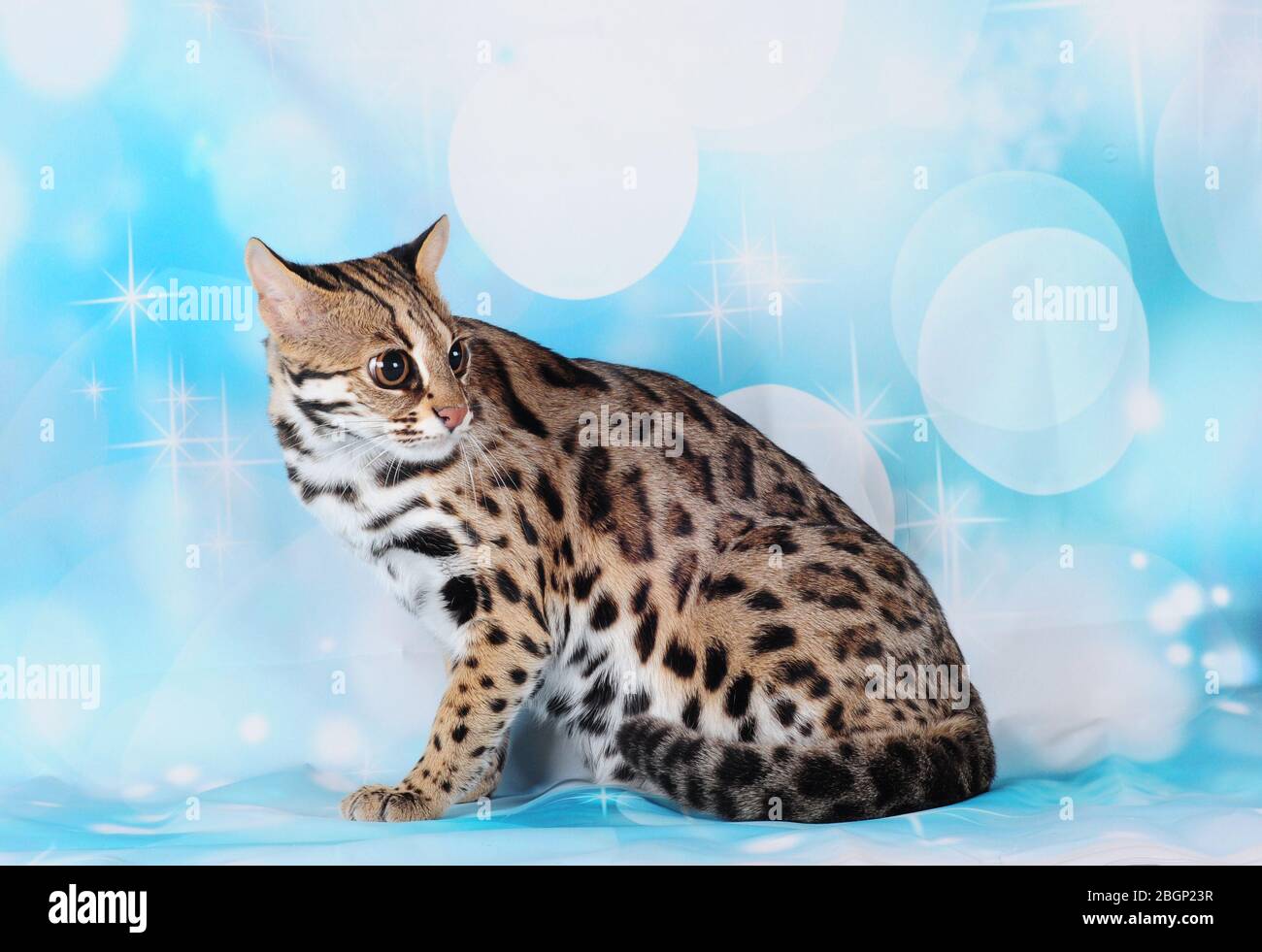 asiatische Leopardenkatze im blauen Hintergrund Stockfoto