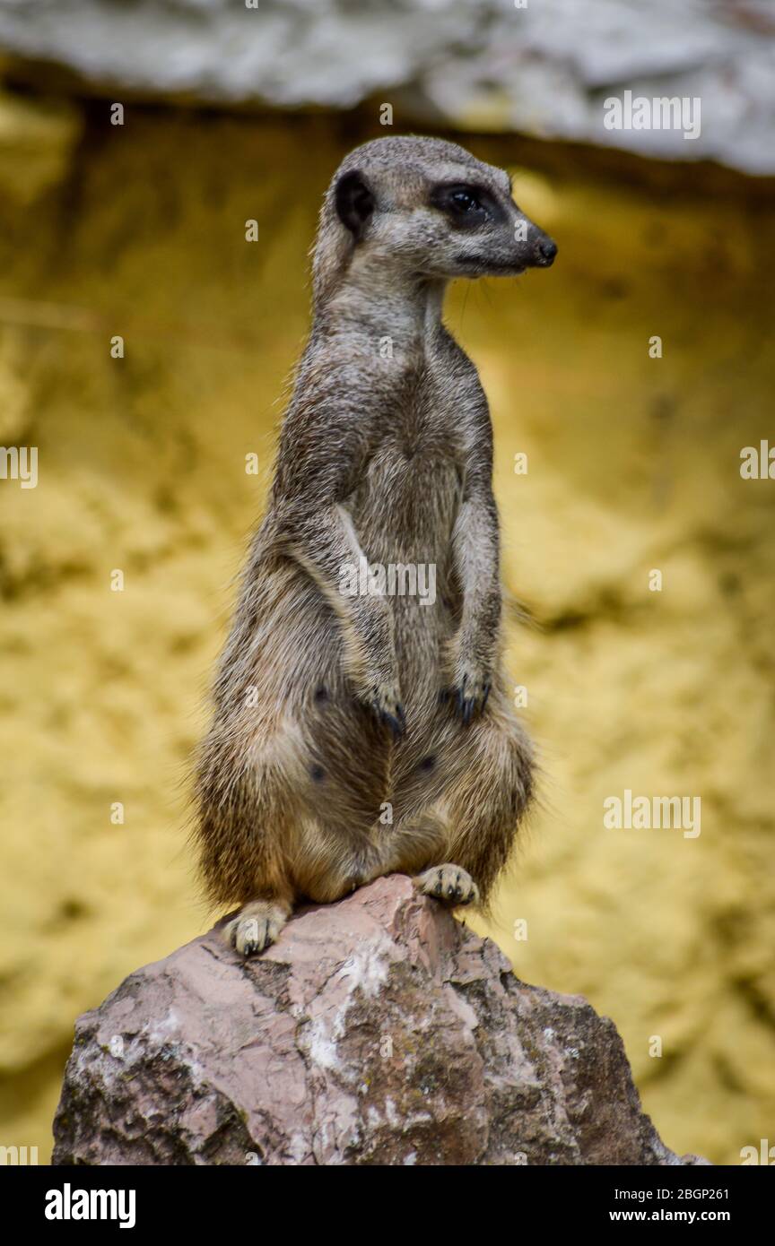 Niedliche Meerkat auf einem Felsen stehend und wegschauen - Suricata suricatta Stockfoto