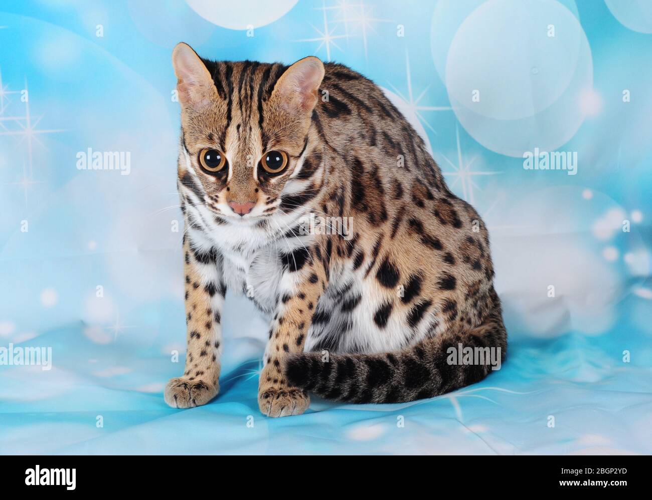 asiatische Leopardenkatze im blauen Hintergrund Stockfoto