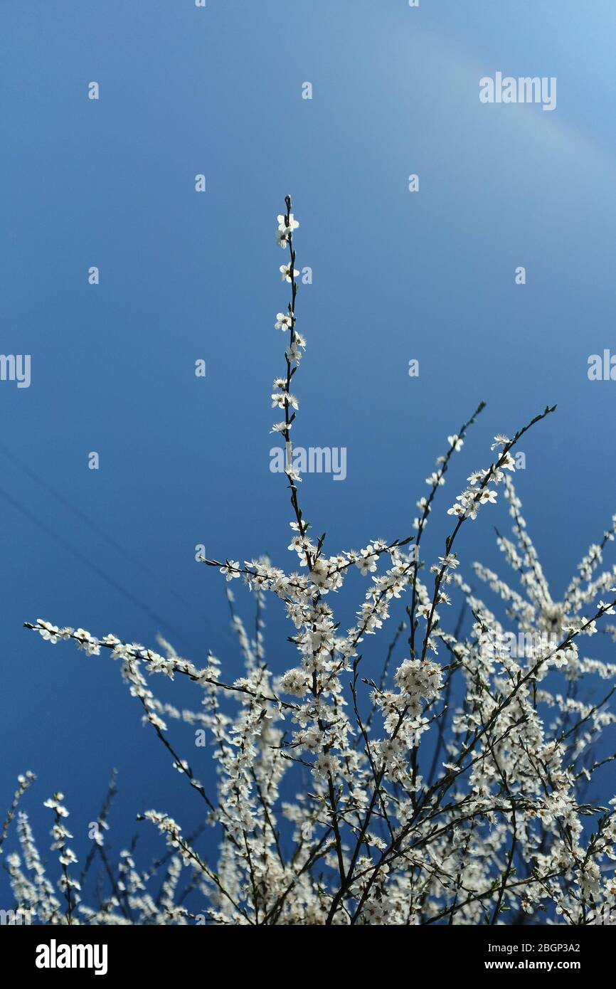 Die Zweige der blühenden weißen Kirsche auf dem Hintergrund der weißen Sonne und des blassblauen Himmels. Schöne Blumenbild des Frühlings Natur. Stockfoto