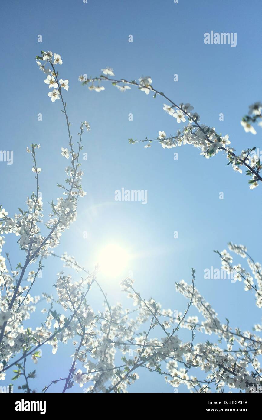 Verschwommene Zweige blühender weißer Kirsche auf dem Hintergrund der weißen Sonne und des hellblauen Himmels. Schöne Blumenbild des Frühlings Natur. Stockfoto