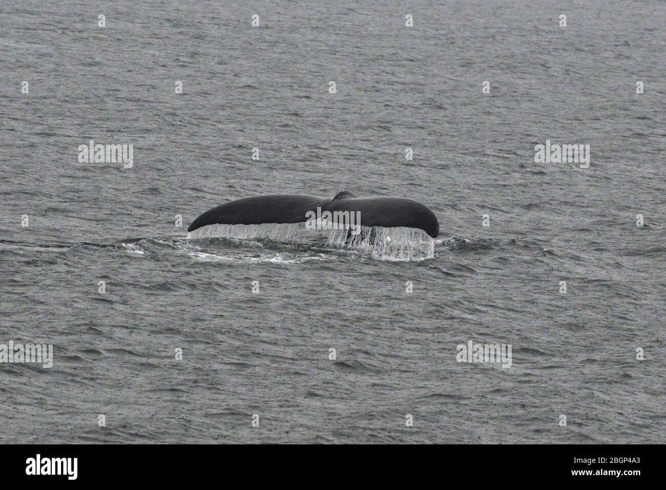 Ein Buckelwal brütet die Oberfläche im Saginaw-Kanal, Juneau, Alaska, USA. Stockfoto