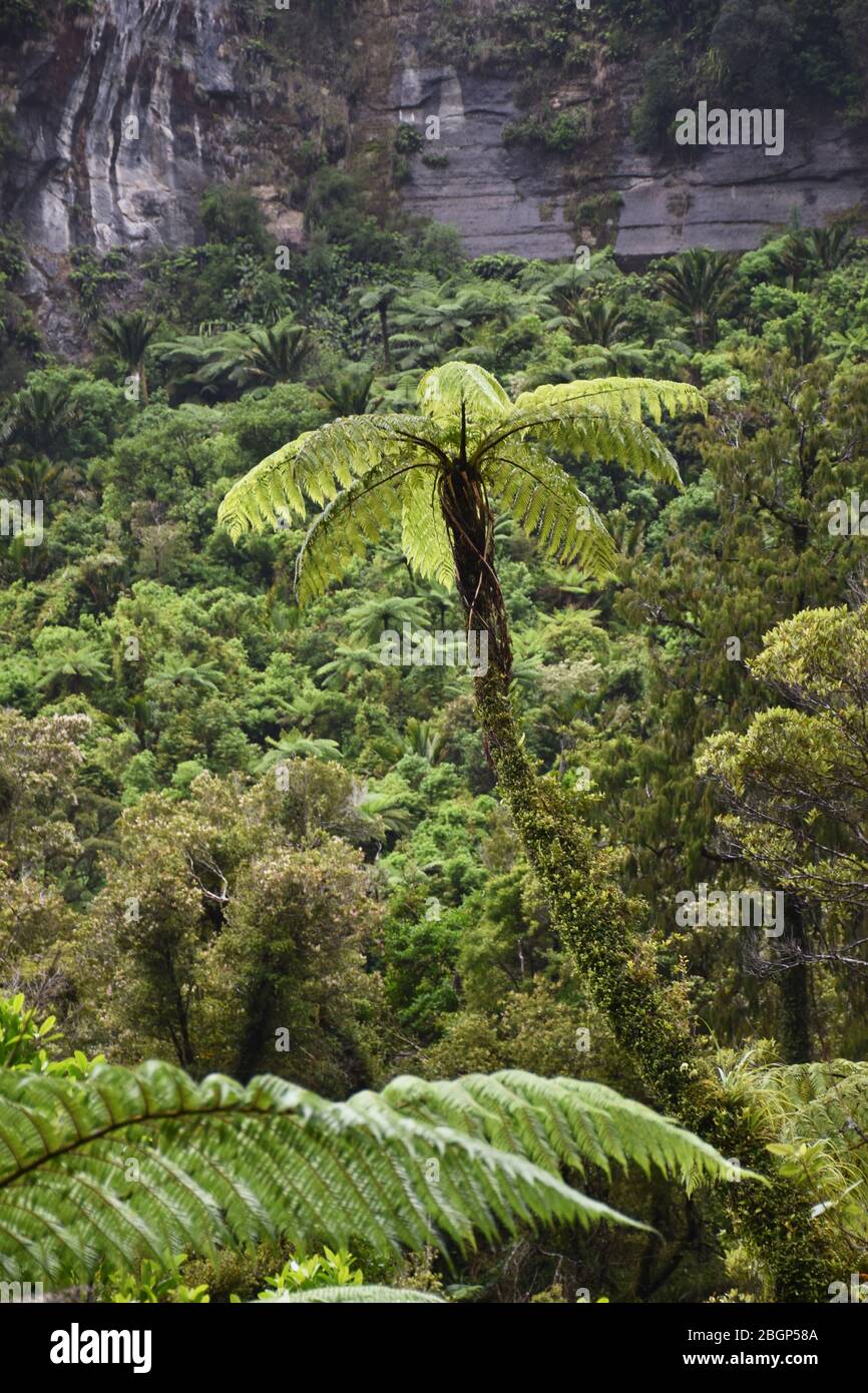 Riesenfarn im Wald bei Paparoa N.P. Neuseeland Stockfoto