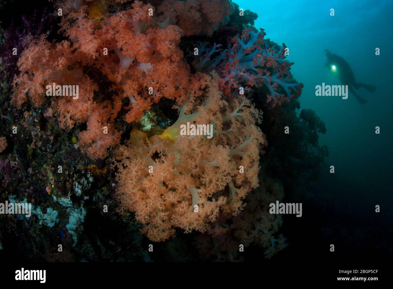 Ein Taucher erkundet ein wunderschönes Korallenriff mit Weichkorallen im Komodo National Park, Indonesien. Dieses Gebiet ist reich an mariner Biodiversität. Stockfoto