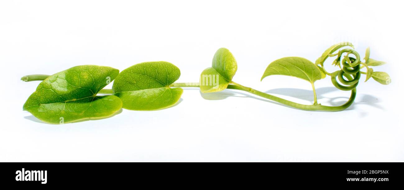 Tinospora cordifolia ayurvedische Giloy Kräuterblätter. Immunität Booster Medizin auf weißen Blutplättchen zu erhöhen isoliert. Weiße Blutkörperchen Stockfoto