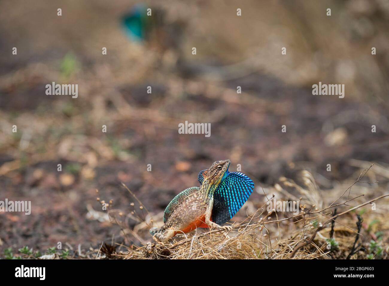 Das Bild von Fächereidechse (Sitana ponticeriana) im felsigen Lebensraum in Satara, Maharashtra, Indien, asien. Stockfoto