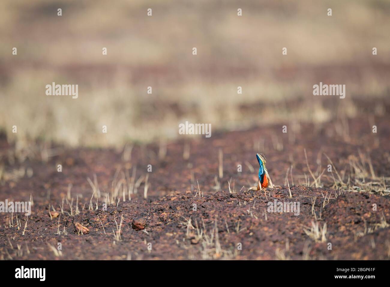 Das Bild von Fächereidechse (Sitana ponticeriana) im felsigen Lebensraum in Satara, Maharashtra, Indien, asien. Stockfoto