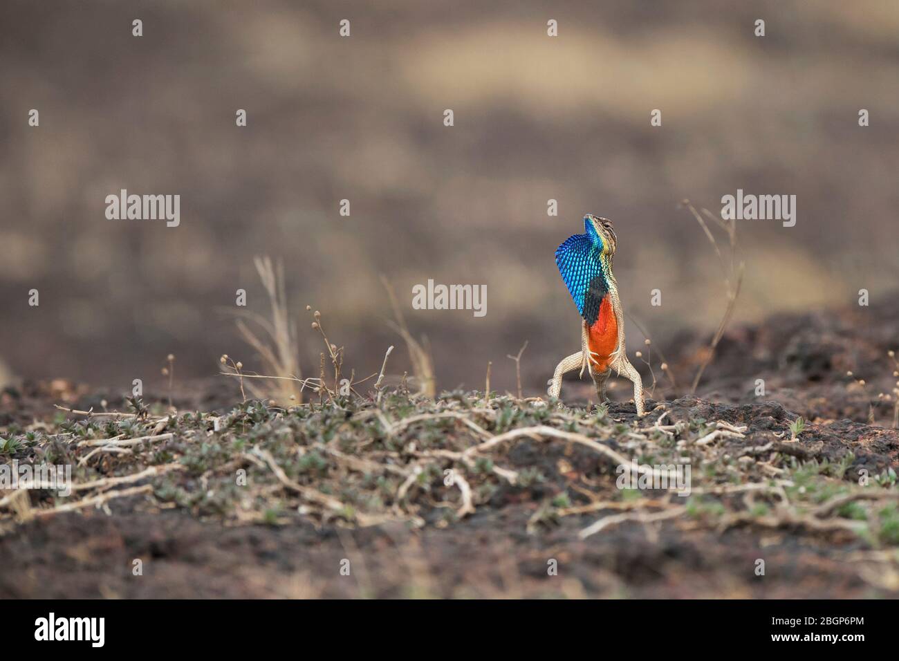 Das Bild von Fächereidechse (Sitana ponticeriana) im felsigen Lebensraum in Satara, Maharashtra, Indien, asien. Stockfoto