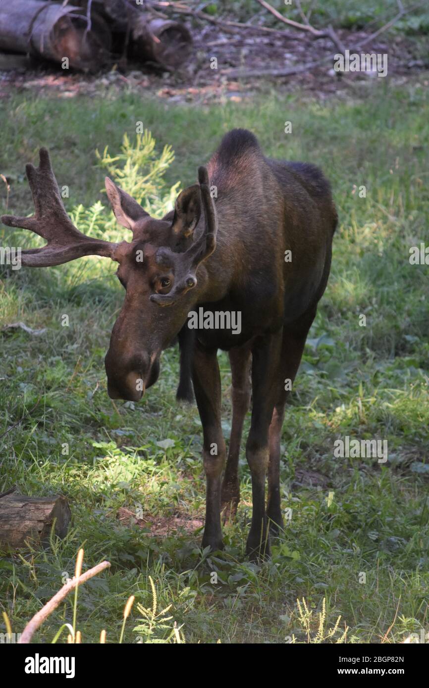 Ein toller Blick auf Elche in der Maine Wildnis. Stockfoto