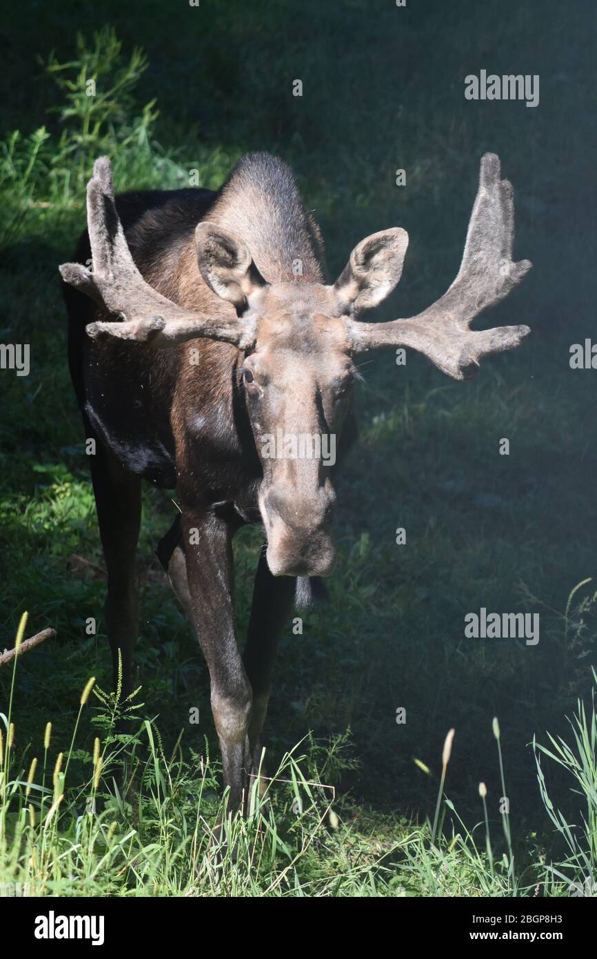 Erstaunliche Elche durch die Wälder zu Fuß. Stockfoto
