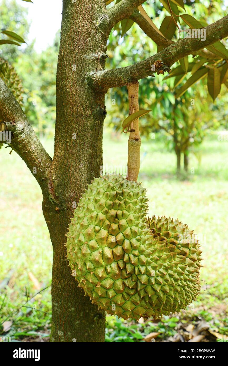 Durian Plant Stockfotos und -bilder Kaufen - Alamy