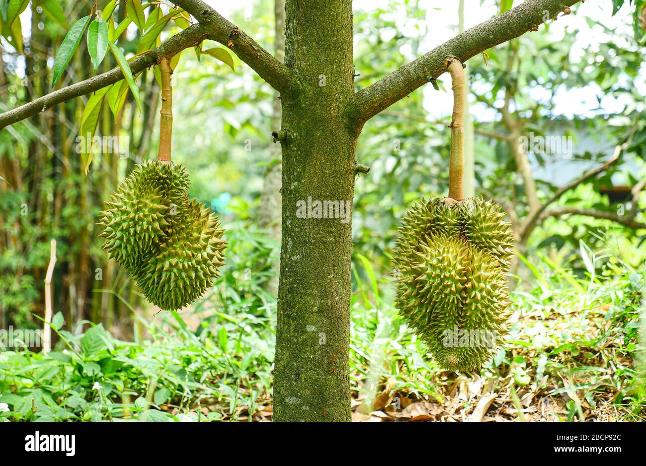 Durian tropische Frucht auf Durian Baum Pflanze im Garten Stockfoto