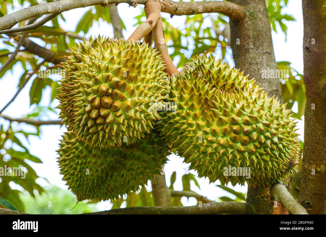 Durian tropische Frucht auf Durian Baum Pflanze im Garten Stockfoto