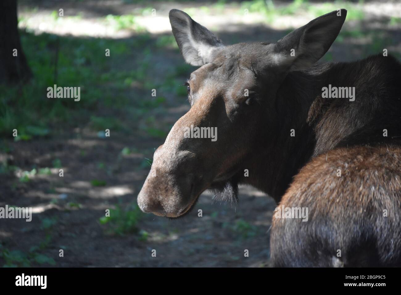 Ein schöner Elch, der über seine Schulter zurückblickt. Stockfoto