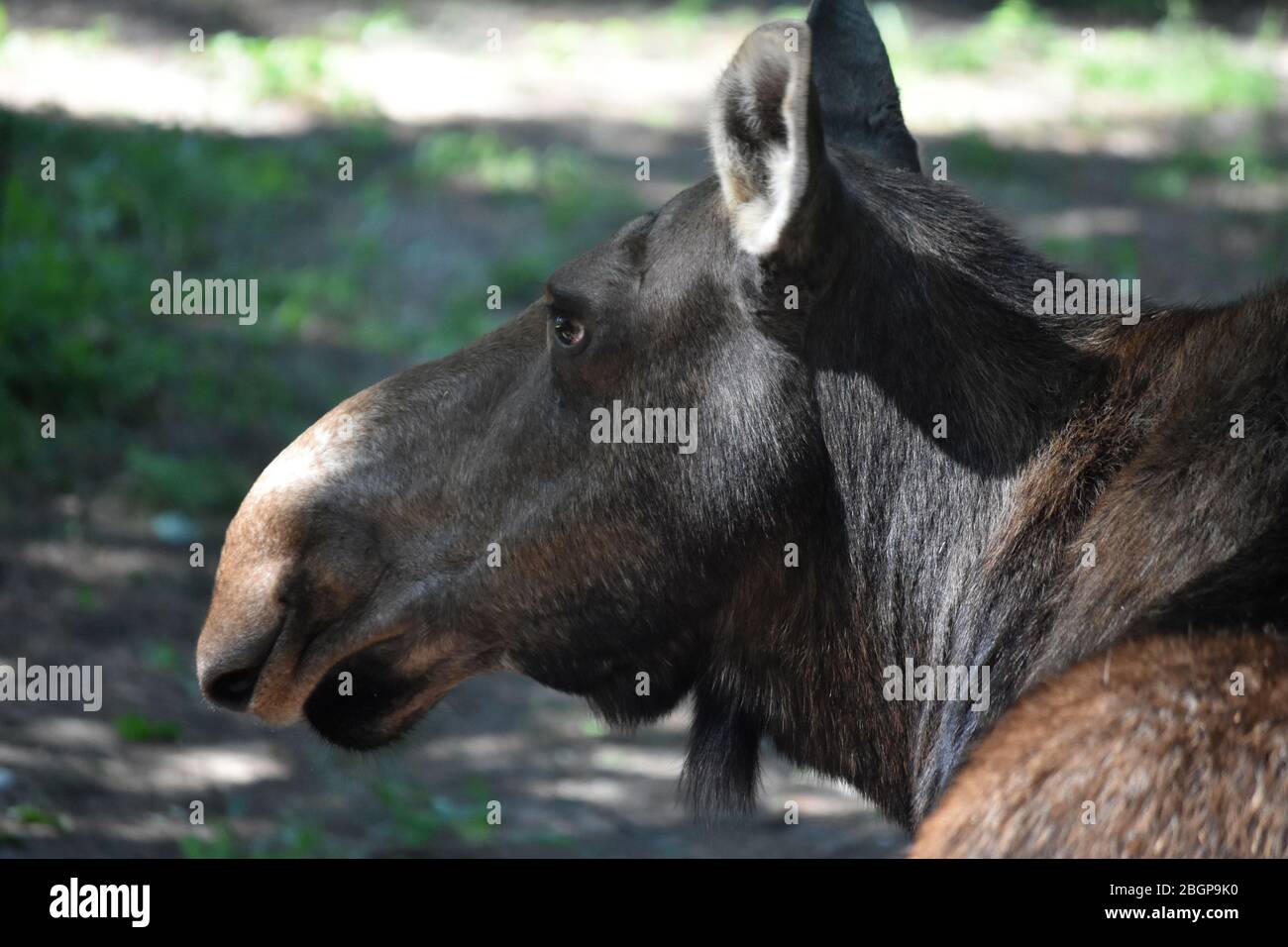 Erstaunliches Profil eines wilden Maine Elchs. Stockfoto