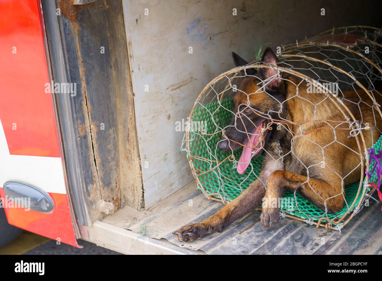 Ein Hund in einem Käfig Stauraum unter dem Bus für seziert und Hund Fleisch toten Körper Verkauf einer gegrillten für Grill Street Food von Vietnam. Das Essen ist sehr gut Stockfoto