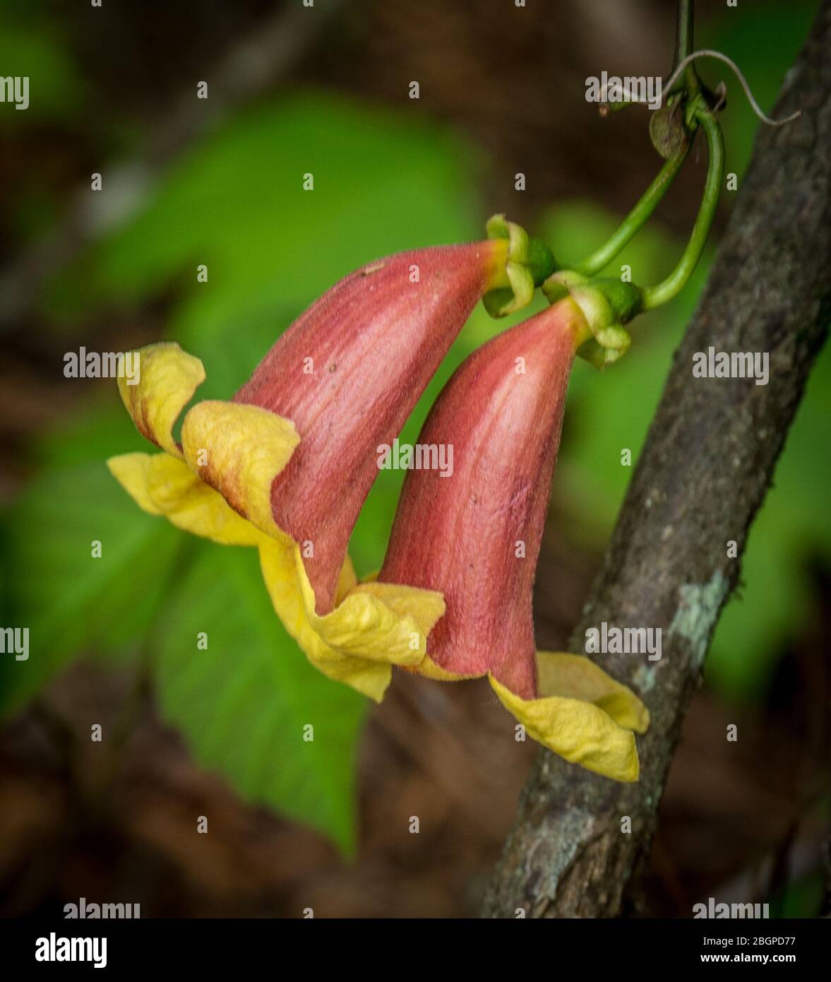 Ein rotes mit gelben innen Trompetenblumen öffnete wachsen von einer Rebe hängen von einem Baum in den Wäldern mit grünen Unkraut im Hintergrund auf einem sonnigen Stockfoto