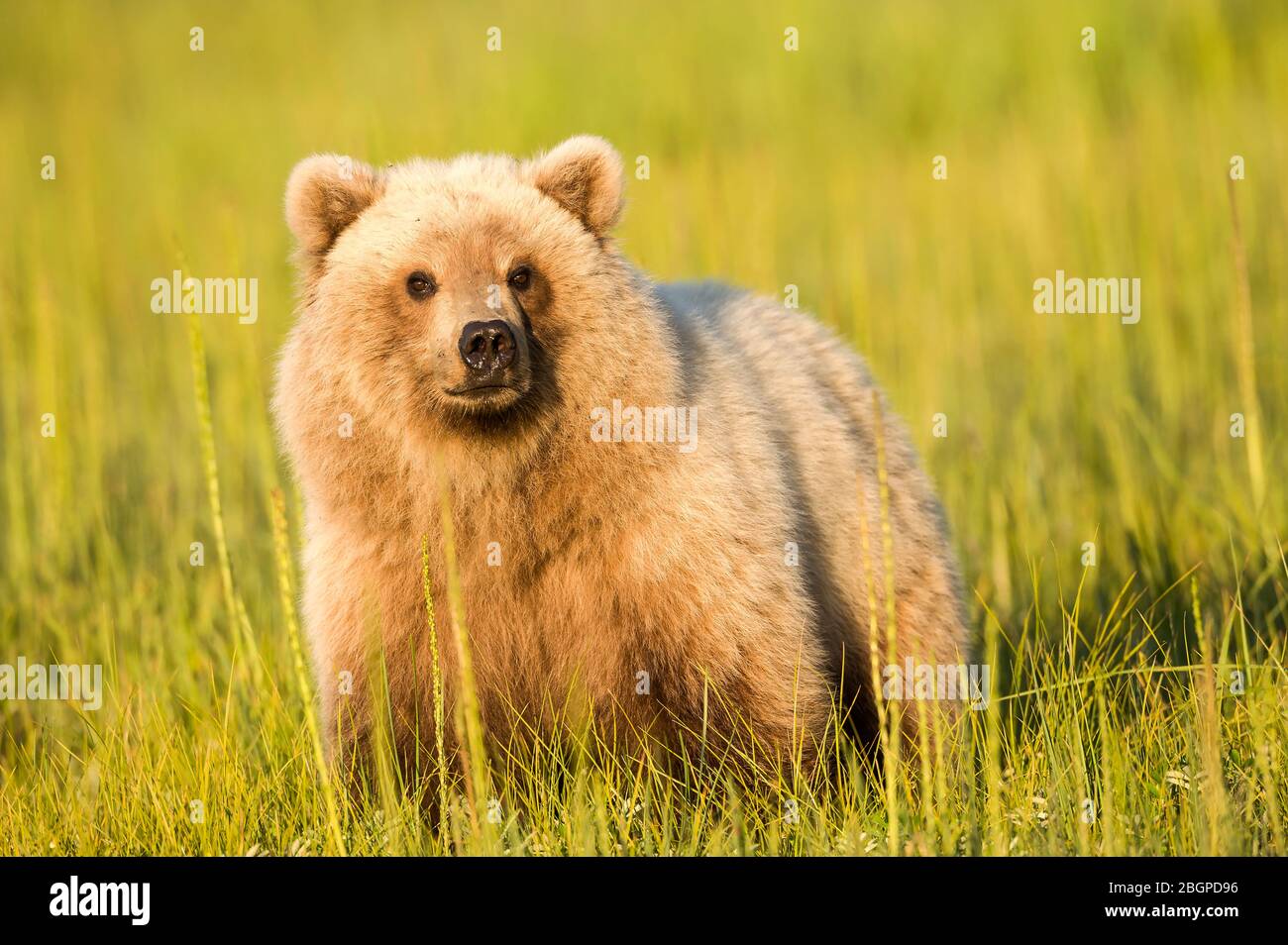 Coastal Brown Bear, Grizzly (Ursus Arctos), Lake Clark National Park and Preserve, Alaska, USA, von Dominique Braud/Dembinsky Photo Assoc Stockfoto