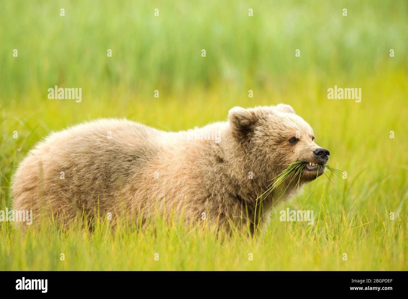 Coastal Brown Bear, Eating Grass (Ursus Arctos), Lake Clark National Park and Preserve, Alaska, USA, von Dominique Braud/Dembinsky Photo Assoc Stockfoto