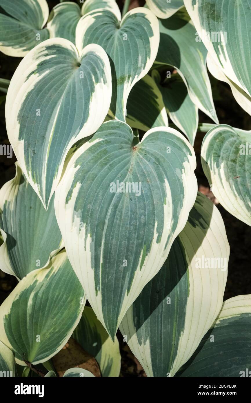 Bunte Blätter von Hosta (Tardiana Gruppe) 'El Nino'. Bergerich Lily 'El Nino' Stockfoto