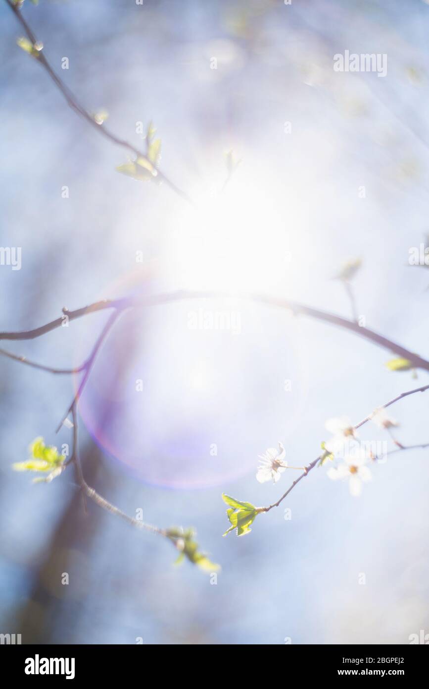 Hintergrund blühender Kirschzweige im Sonnenlicht. Stockfoto