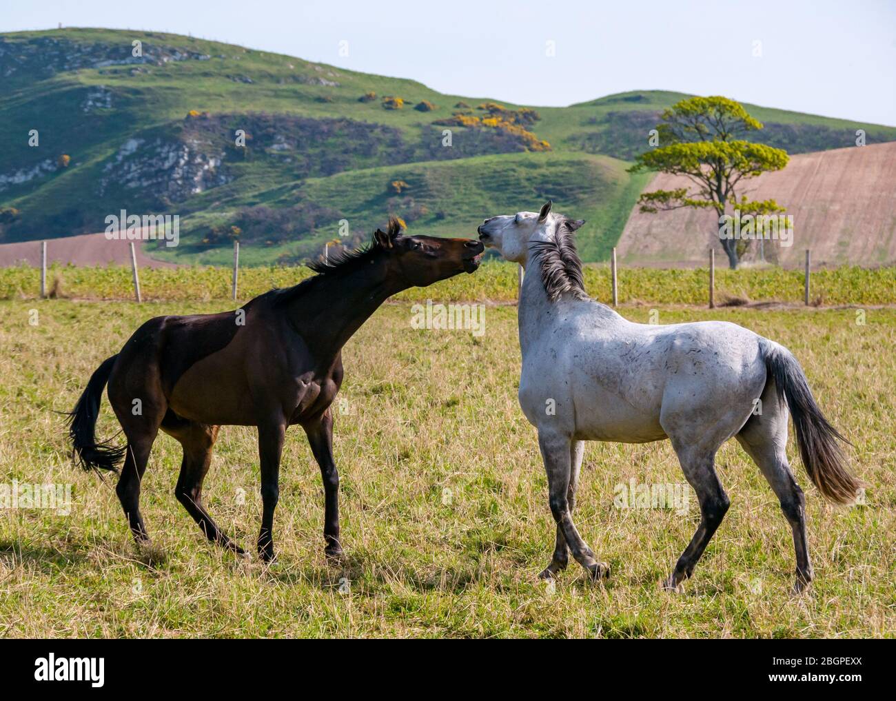 East Lothian, Schottland, Großbritannien, 22. April 2020. UK Wetter: Ein Paar Pferde sind in der Frühlingssonne verspielt und geben vor, sich gegenseitig zu beißen Stockfoto
