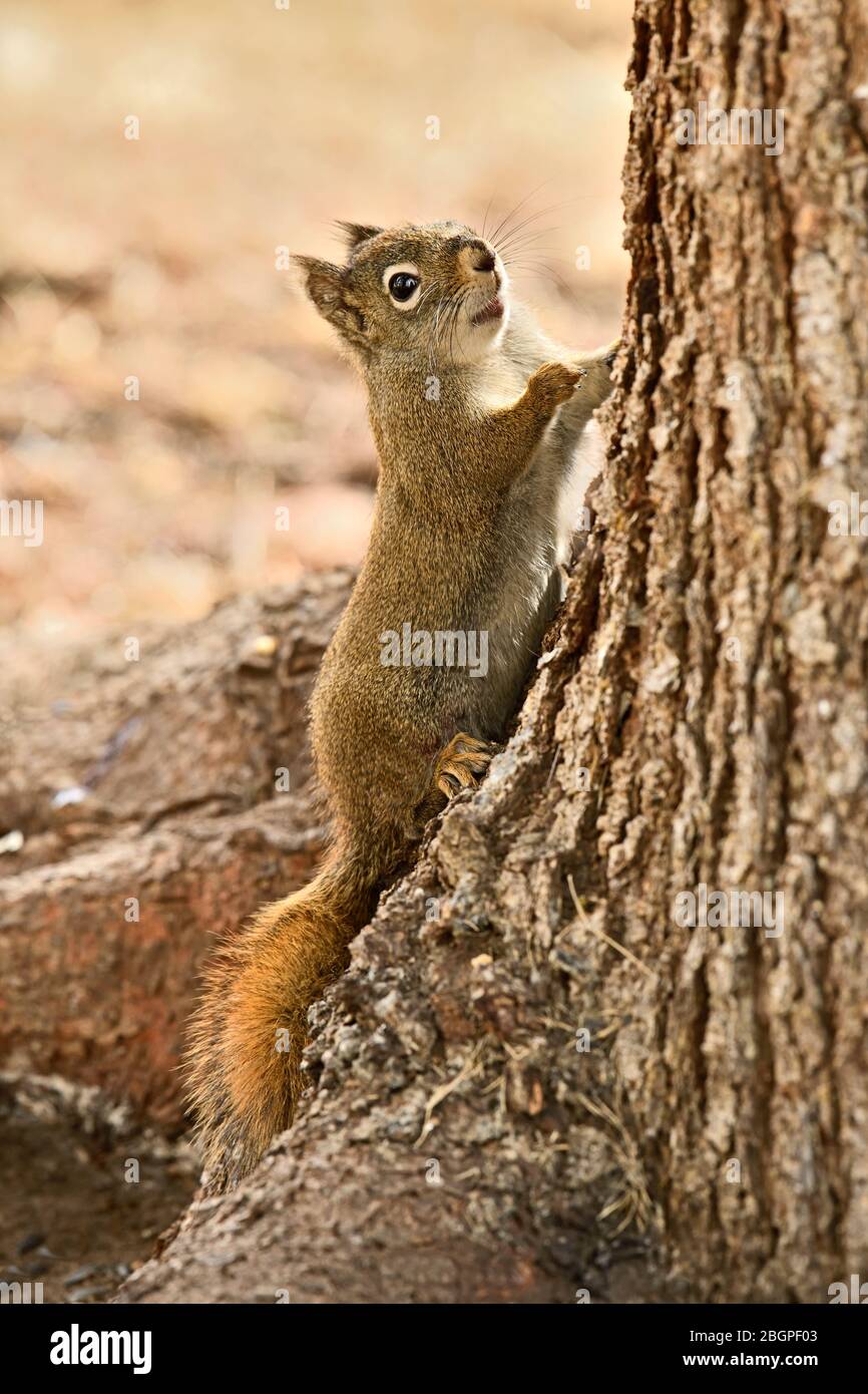 Ein vertikales Bild eines jungen roten Eichhörnchens 'Tamiasciurus hudsonicus', das einen Fichtenstamm im ländlichen Alberta Kanada erklimmert. Stockfoto