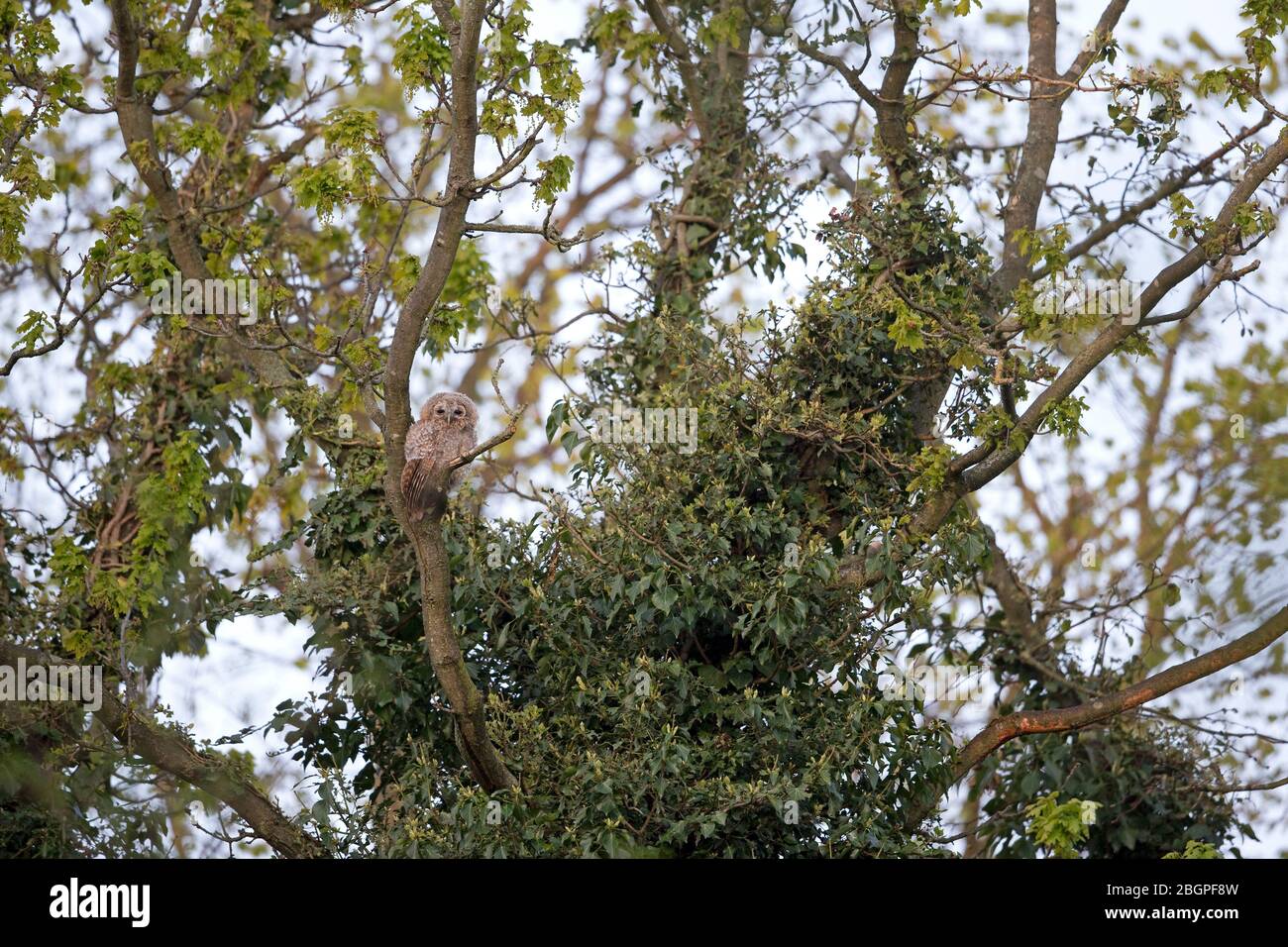 Waldkauz (Strix Aluco) Stockfoto