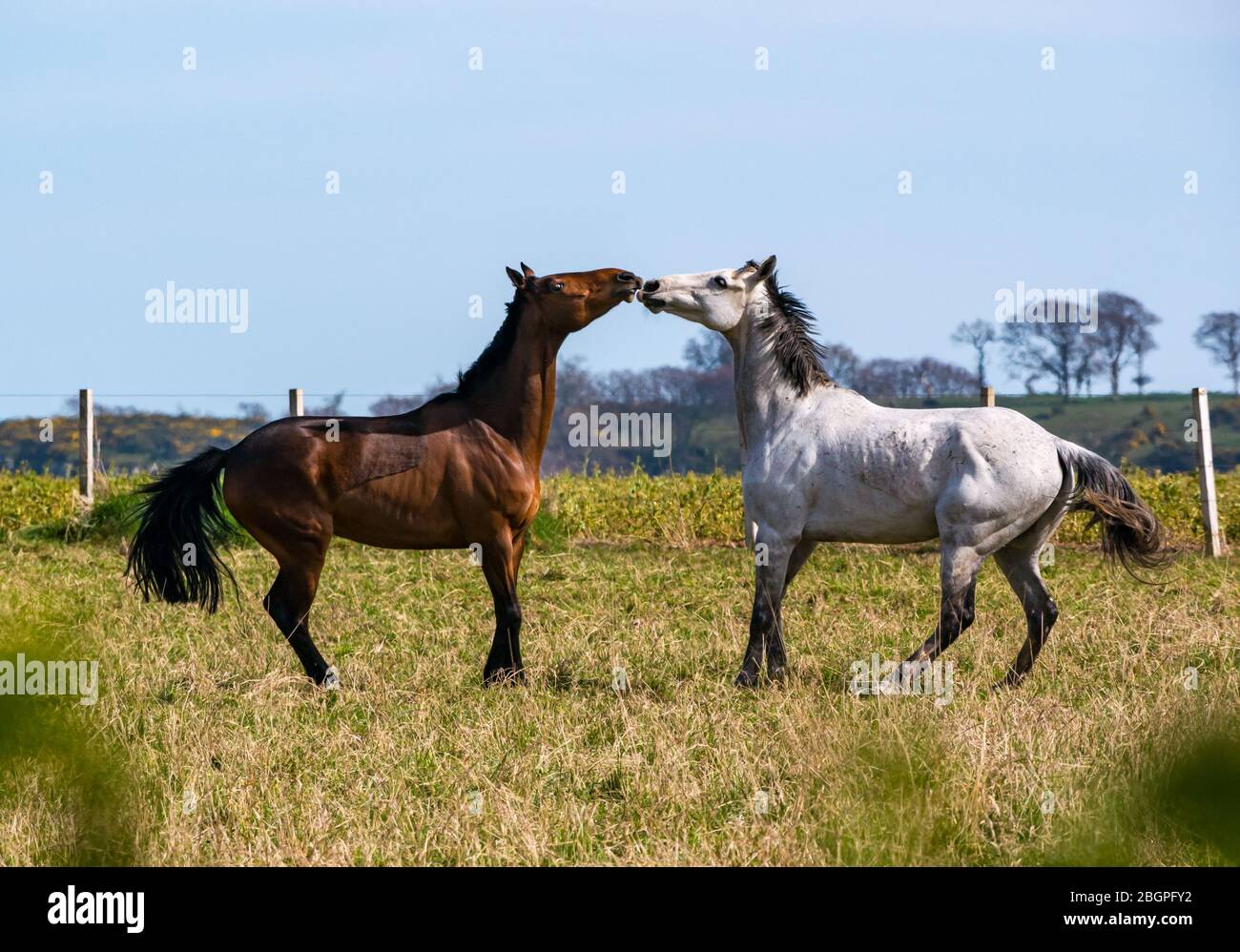 East Lothian, Schottland, Großbritannien, 22. April 2020. UK Wetter: Ein Paar Pferde sind verspielt in der Frühlingssonne aussehen, als würden sie küssen Stockfoto