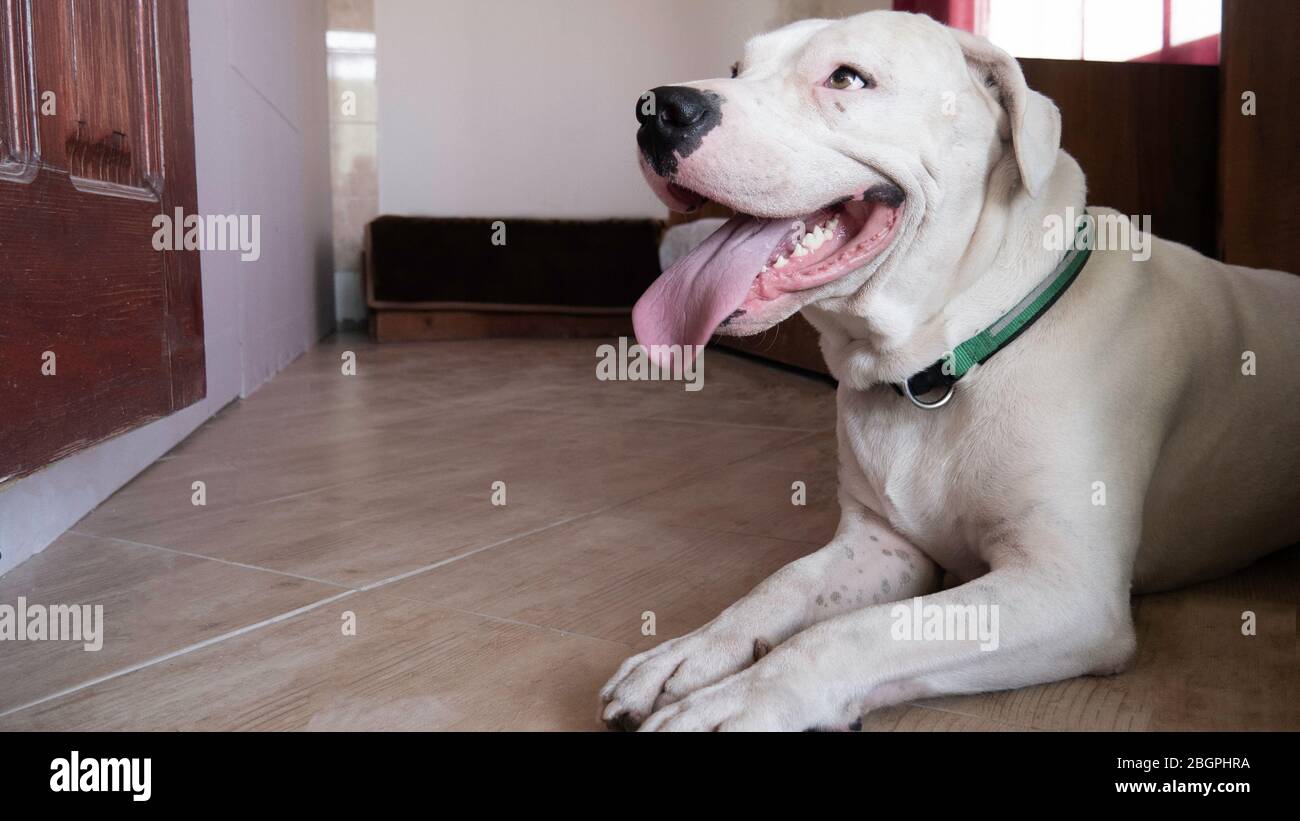 Lächelnder Hund Dogo Argentino, der sich in einem Zimmer eines Hauses ausruht. Stockfoto
