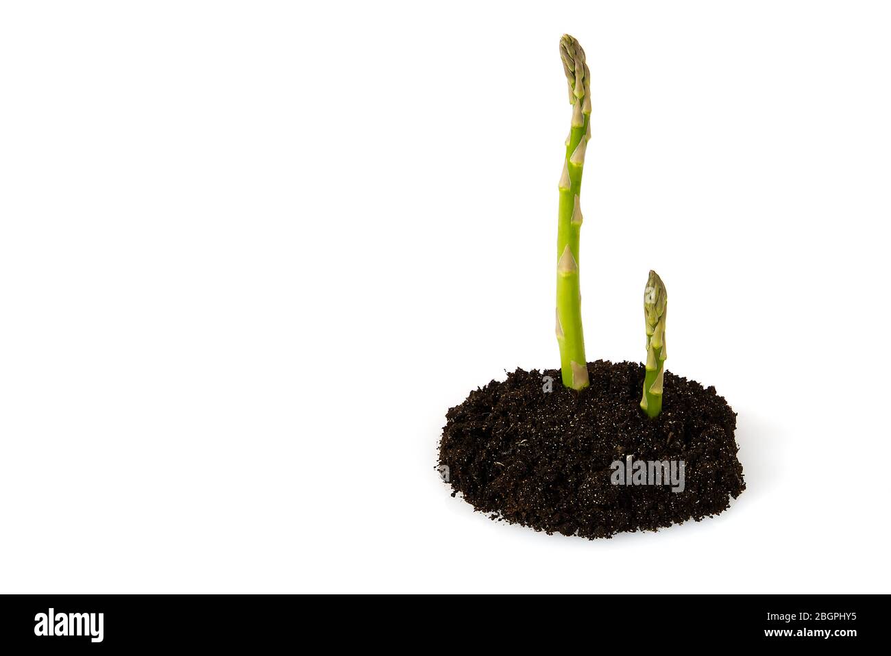Grüner Spargel im Gartengrund, isoliert. Spargel aus biologischem Anbau isoliert auf weißem Grund Stockfoto