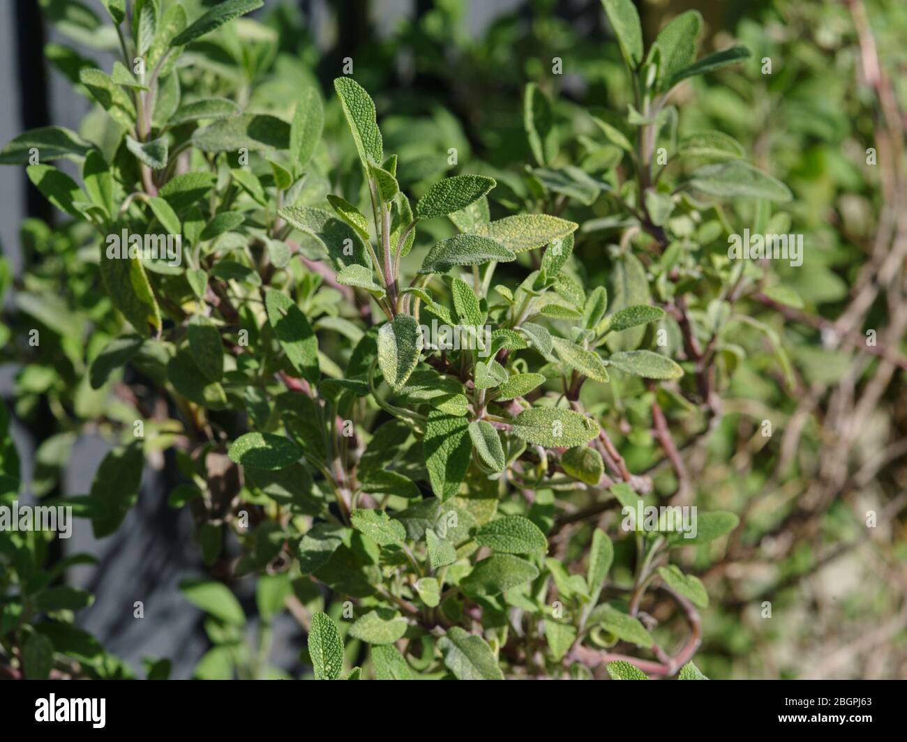 Salbei Busch Gartenpflanze April Stockfoto