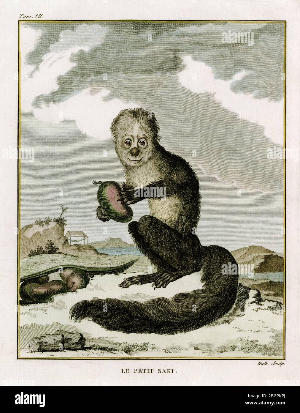 Le Petit Saki: Saki Affe (Gattung Pithecia). Kupferstich für den französischen Naturforscher Georges-Louis Leclerc, Comte de Buffon (1707-1788), vom niederländischen Stecher Abraham Hulk Jacobszoon (1731-1817) aus einer Zeichnung eines unbekannten Künstlers. Die Gravur erschien in Buffons einflussreichem naturgeschichtlichem Werk, dem 36-bändigen Werk „Histoire Naturelle, générale et particulière …“, das zwischen 1749 und 1788 veröffentlicht wurde. Diese später handkolorierte Illustration stammt aus der seltenen französischen Ausgabe der „Histoire“ aus dem Jahr 1780. Stockfoto
