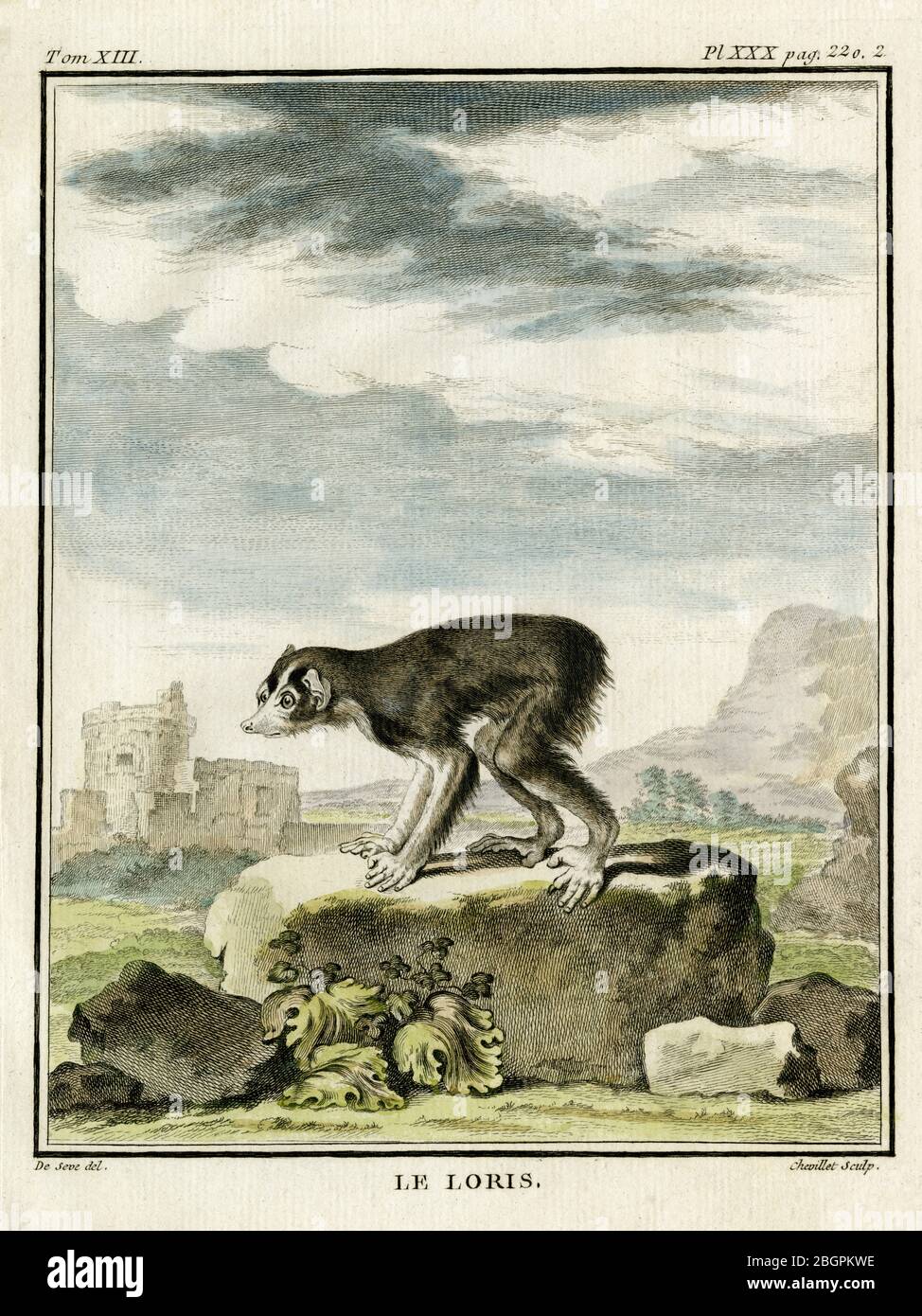 Loris (Lorinae oder Lorisinae). Gravur für den französischen Naturforscher Georges-Louis Leclerc, Comte de Buffon (1707–1788), nach einer Zeichnung des französischen Wildtierkünstlers Jacques Henri E. de Sève (fl.1742–1788). Die Gravur erschien in Buffons einflussreichem naturgeschichtlichem Werk, dem 36-bändigen Werk „Histoire Naturelle, générale et particulière …“, das zwischen 1749 und 1788 veröffentlicht wurde. Diese später handkolorierte Illustration stammt aus der seltenen französischen Ausgabe der „Histoire“ aus dem Jahr 1780. Stockfoto