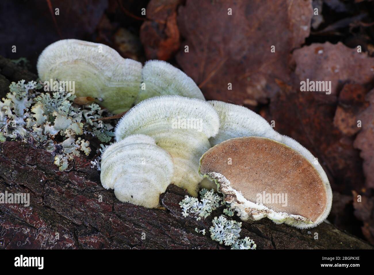 Trametes hirsuta, wie haarig Halterung Pilz bekannt, Pilze aus Finnland Stockfoto