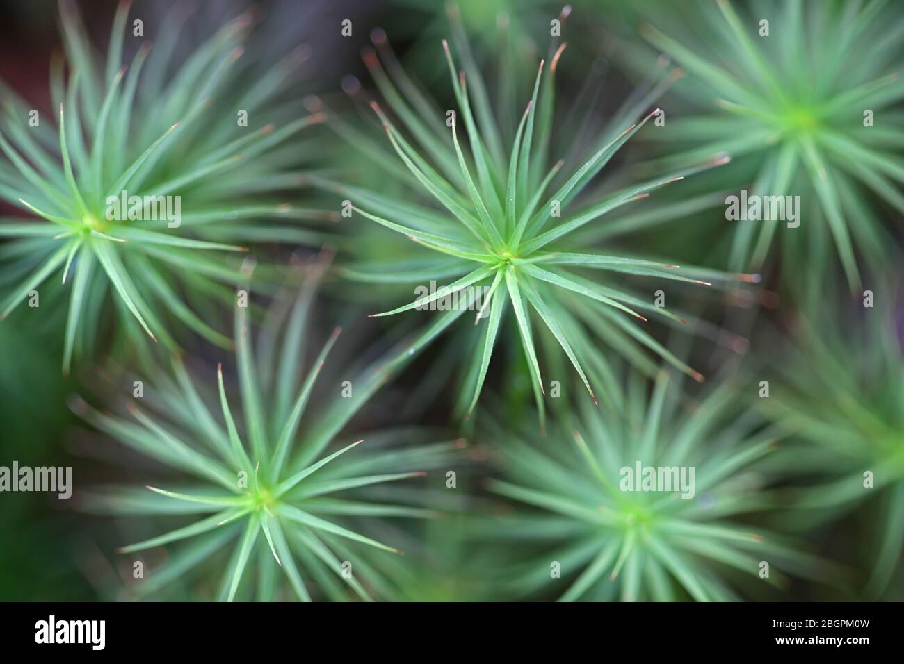 Polytrichum commune, bekannt als gemeines Haarschutzmoos, großes goldenes Frauenhaar oder große Goldlöckchen Stockfoto