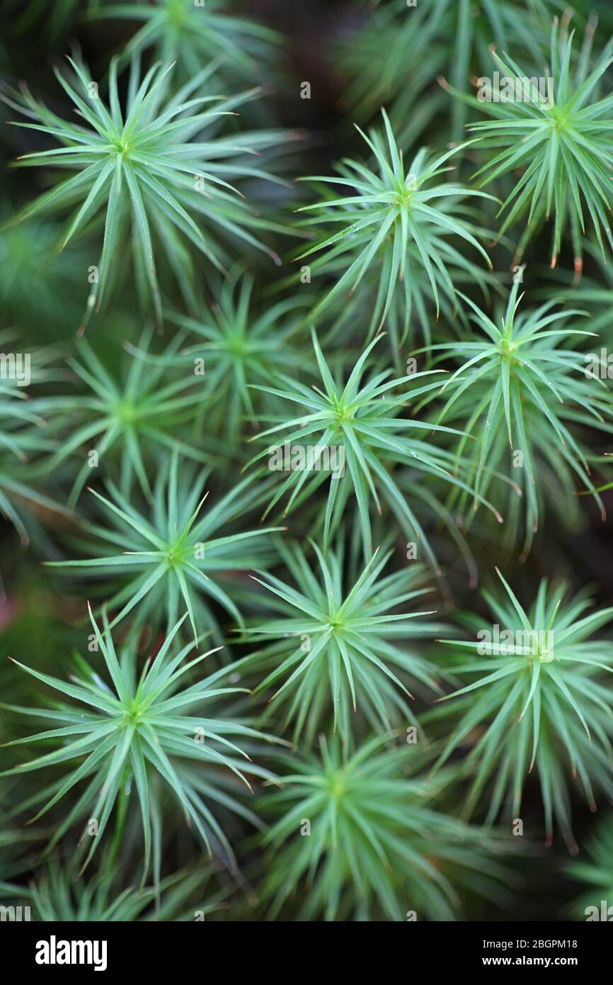 Polytrichum commune, bekannt als gemeines Haarschutzmoos, großes goldenes Frauenhaar oder große Goldlöckchen Stockfoto