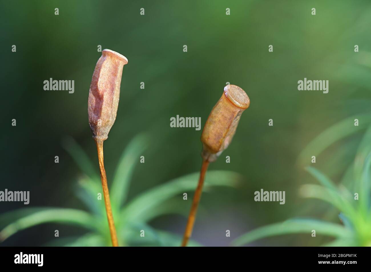 Polytrichum commune, bekannt als gemeines Haarschutzmoos, großes goldenes Frauenhaar oder große Goldlöckchen Stockfoto