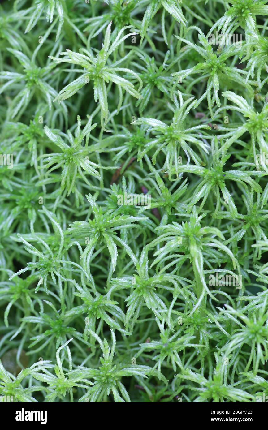 Sphagnum girgensohnii, bekannt als Girgensohn-Moos oder gewöhnliches grünes Torfmoos Stockfoto