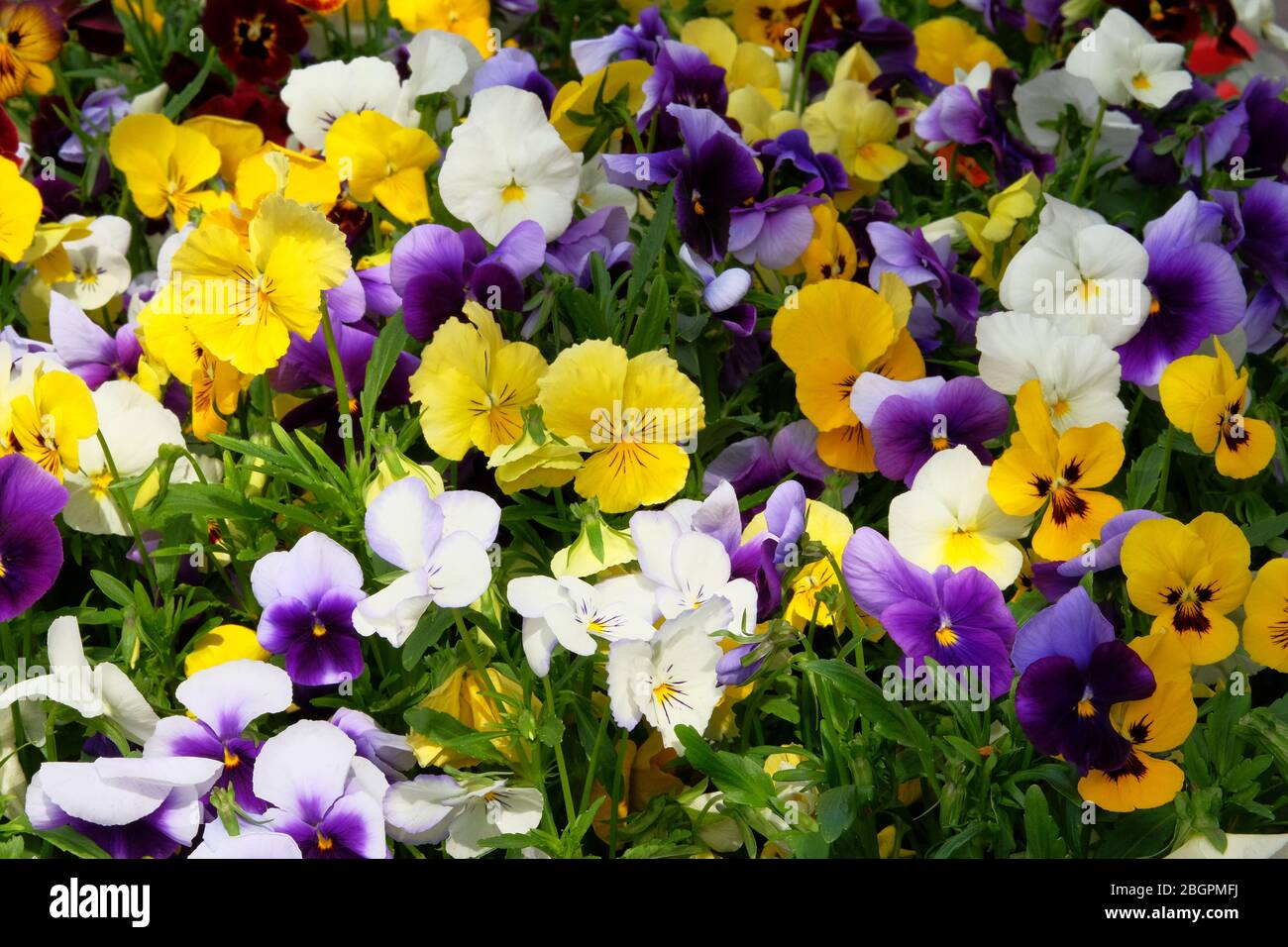 Viola blüht in Wiese, Nahaufnahme. Lila und gelbe Blüten wachsen im Garten. Landschaftsgestaltung und Dekoration im Frühjahr. Stockfoto