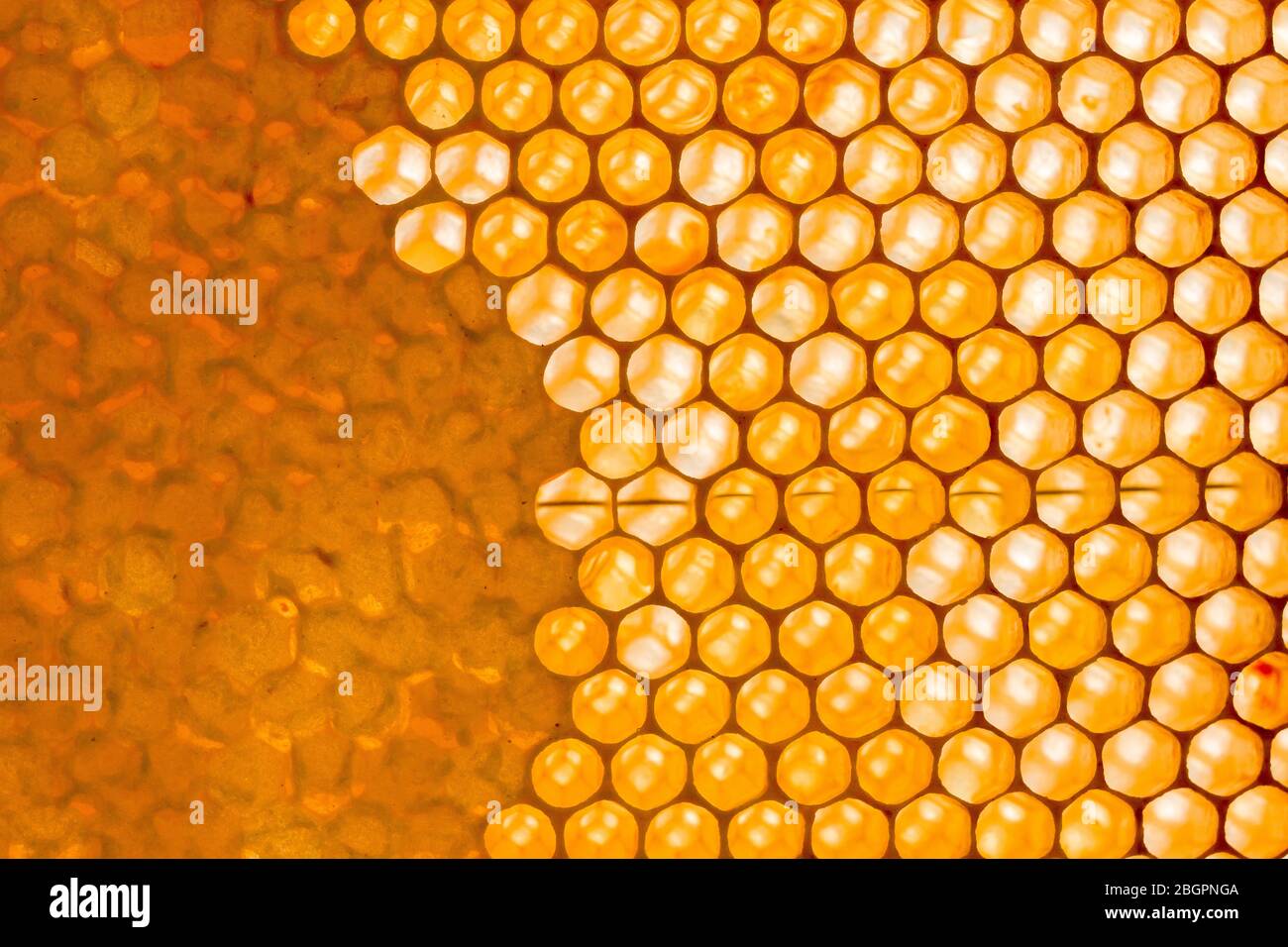 Sechseckiges Bienenstockmuster eines Wabenteilers, einige der Zellen versiegelt Stockfoto