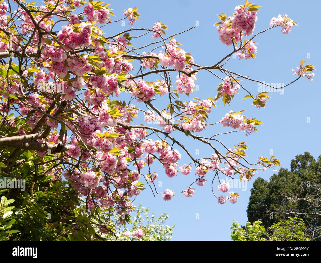 Kanzan Cherry Tree - Frühling Blossom Herrlichkeit gekrönt von der schönsten von allen. Prächtige Nelkenartige Cluster aus weißen und rosa Blüten Stockfoto